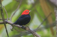 Red-capped Manakin